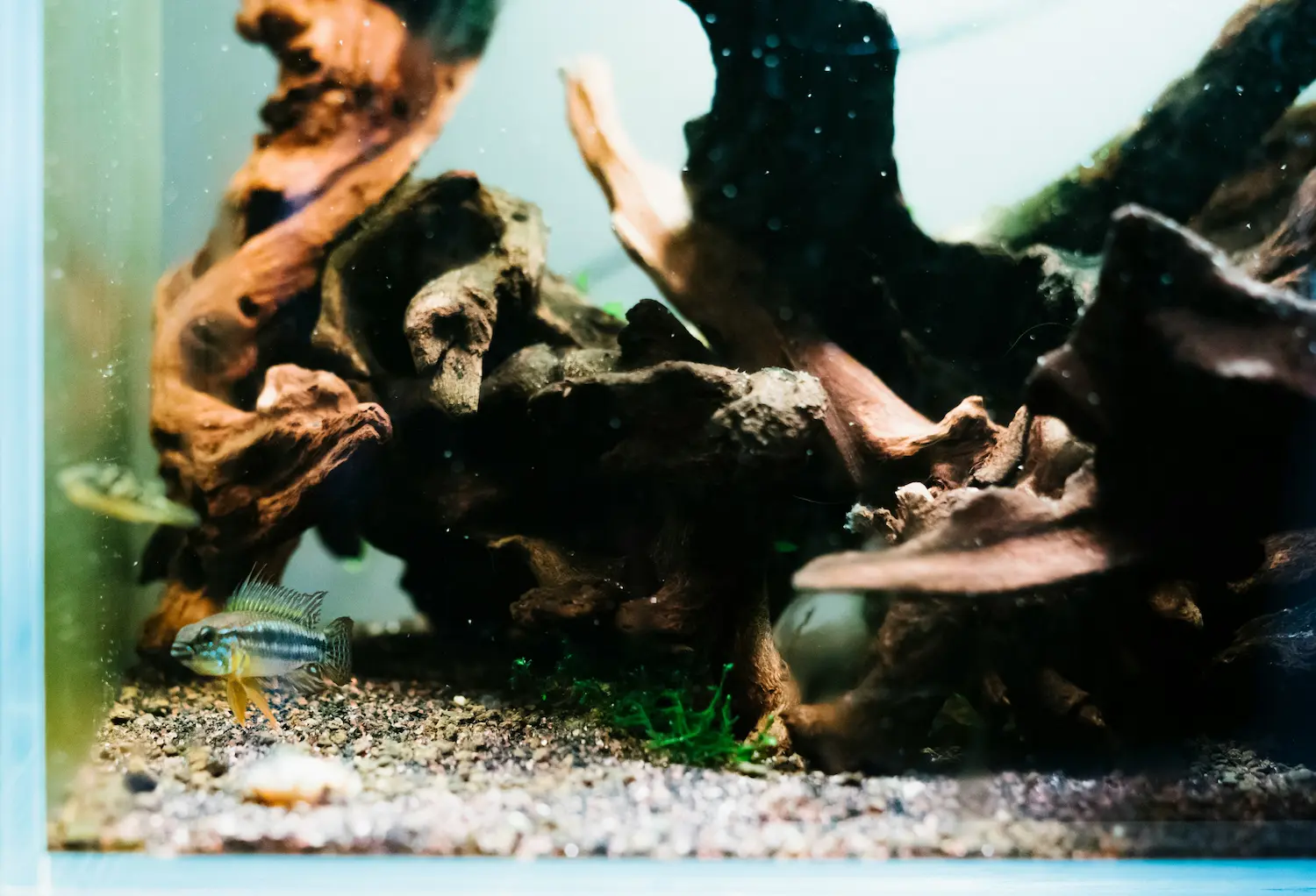 Aquarium Tracker download preview screen